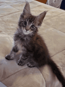 a small kitten is sitting on a bed looking at the camera