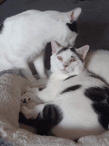 a black and white cat laying on a white blanket