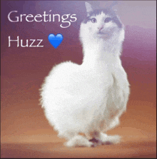 a picture of a cat with the words greetings huzz written on it