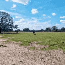 a cow is standing in a grassy field with trees in the background