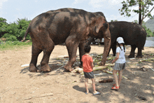 a boy in an orange shirt and a girl in a white shirt are feeding elephants