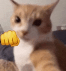 a close up of a cat giving a fist bump