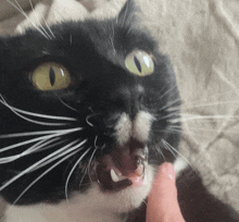 a close up of a black and white cat with yellow eyes and white whiskers