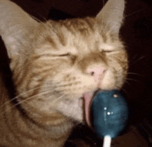 a close up of a cat licking a lollipop with its tongue out .