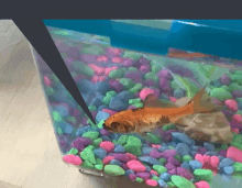 a goldfish is swimming in a tank filled with rocks