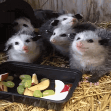 a group of baby opossums are eating fruit from a black tray