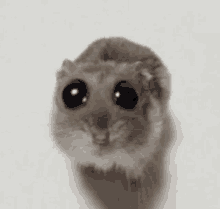 a close up of a hamster with big black eyes looking at the camera