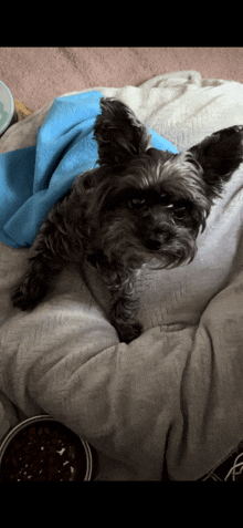 a small dog is laying on a bed with a blue blanket