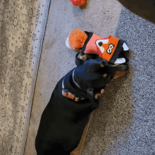 a dog wearing a sock with a face on it