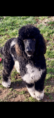 a black and white poodle is standing in a grassy field