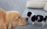 a golden retriever and a small black and white puppy are sniffing each other on a couch .