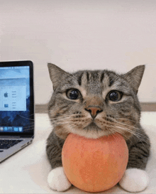 a cat holds an apple in front of a laptop