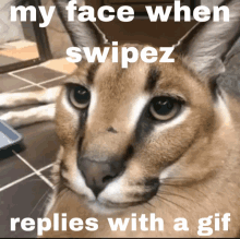 a picture of a cat with a caption that says my face when swipez replies with a gif