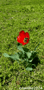 a picture of a red flower taken by cravello2024