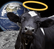 a black and white cow with a halo on its head is standing in front of the earth