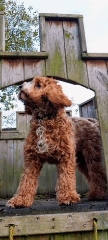 a brown dog is standing on a wooden fence