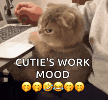 a picture of a cat with the words cutie 's work mood on it