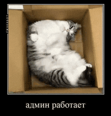 a cat is sleeping in a cardboard box with its eyes closed .