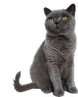 a gray cat with yellow eyes is sitting on a white surface