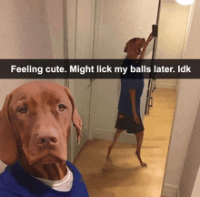 a picture of a dog with a caption that says feeling cute might lick my balls later