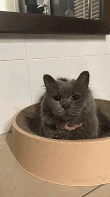 a gray cat with a pink collar is laying in a round cat bed