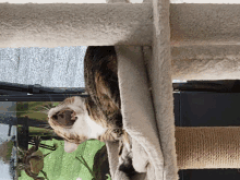 a cat is hanging upside down on a blanket