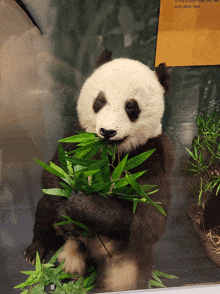 a stuffed panda bear eating leaves next to a sign that says they obtain food from trees