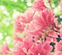 a bunch of pink flowers are growing on a tree