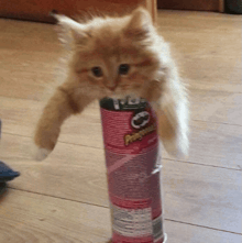 a cat sitting on top of a pringles can