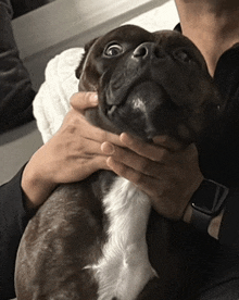 a person is holding a brown and white dog with a watch on their wrist