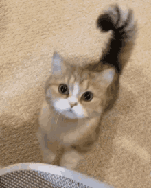 a small cat with a long tail is standing on a carpet looking up at the camera .