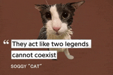 a black and white cat with a quote that says " they act like two legends cannot coexist soggy " cat