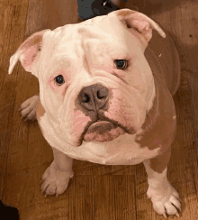 a white and brown dog looking up at the camera on a wooden floor