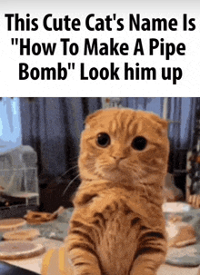 a picture of a cat that says " this cute cat 's name is " how to make a pipe bomb " look him up