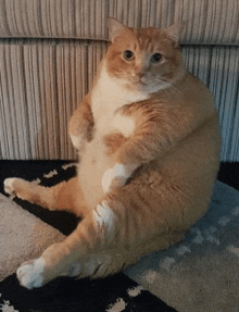 a fat orange and white cat sitting on a rug next to a couch