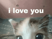 a cat is looking at the camera with the words i love you behind it .