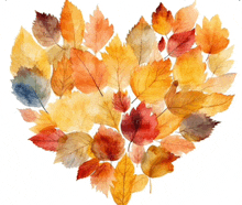 autumn leaves arranged in the shape of a heart with a white background