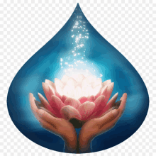 a pair of hands holding a lotus flower in front of a drop of water