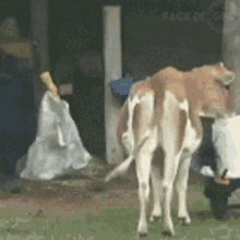 a brown and white cow is standing in the grass in front of a building that says pack de com