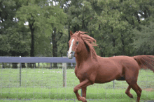 a brown horse with a white spot on its face is running in a field