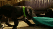 a black dog wearing a green collar is playing with a blue bag .