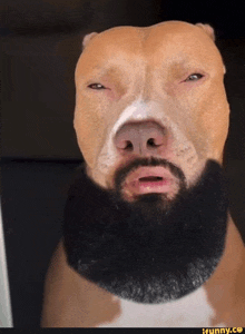 a pit bull with a beard looks like a man