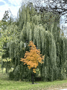 a small tree with yellow leaves is in front of a large tree