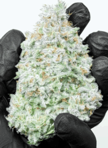 a person wearing black gloves holds a marijuana bud in their hand