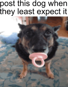 a picture of a dog with a pink pacifier in its mouth with the caption post this dog when they least expect it