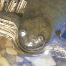 a close up of a frog 's face in a pond