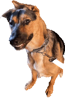 a brown and black dog with a chain around its neck is looking at the camera