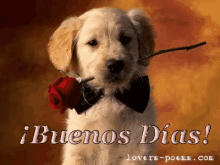 a puppy wearing a bow tie holds a red rose in its mouth with the words buenos dias below it