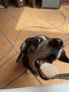 a close up of a dog eating a cookie with a fork