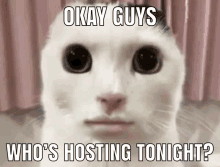 okay guys who 's hosting tonight written on a white cat